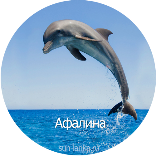 Афалина, Шри-Ланка