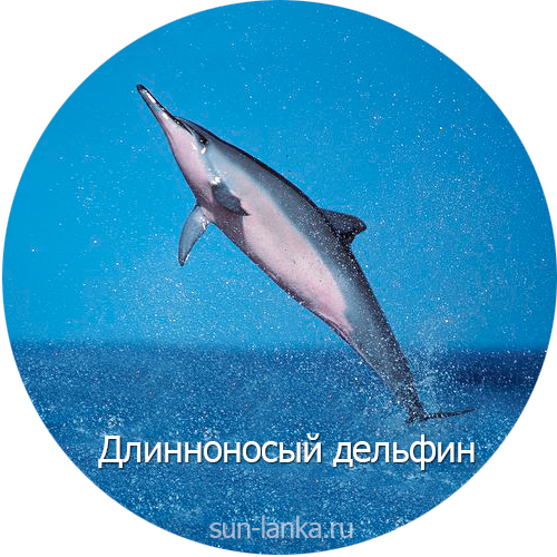 Длинноносый дельфин, Шри-Ланка