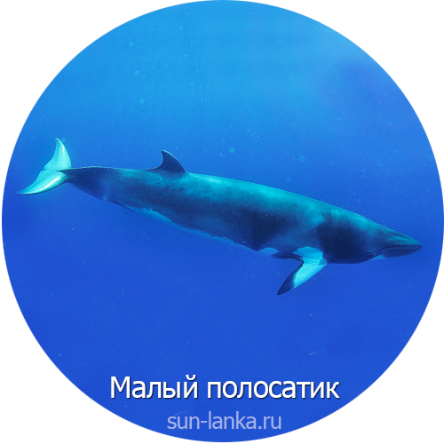 Малый полосатик, Шри-Ланка
