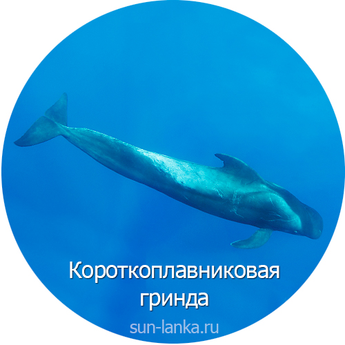 Короткоплавниковая гринда, Шри-Ланка
