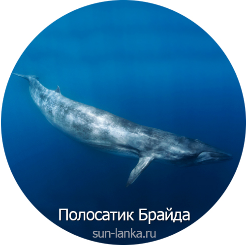 Полосатик Брайда, Шри-Ланка