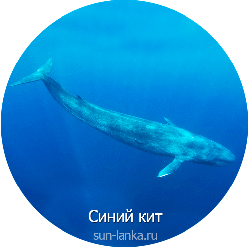 Синий кит, Шри-Ланка
