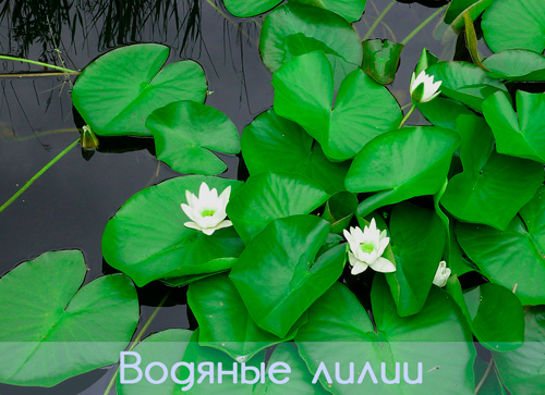 Водные лилии, Шри-Ланка