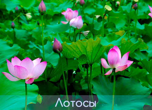 Лотосы, Шри-Ланка