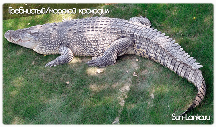 Морской крокодил, Шри-Ланка